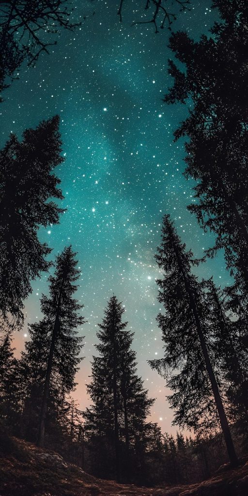 trees, night sky, forest, woods, sky, stars, night, nature